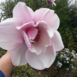 Magnolia 'Atlas' - 