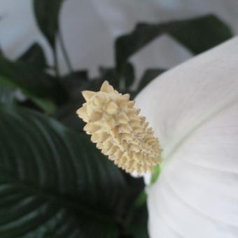 Spathiphyllum