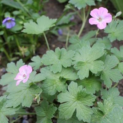 Geranium x riversleaianum  'Mavis Simpson' - Geranium x riversleaianum 'Mavis Simpson' - Geranium x riversleaianum  'Mavis Simpson'