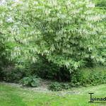 Pterostyrax hispida - Pterostyrax hispida