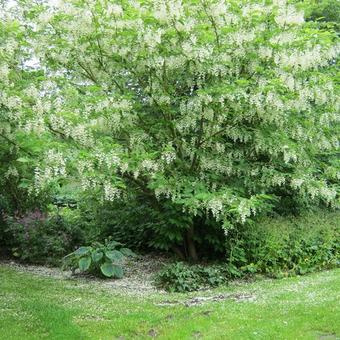 Pterostyrax hispida