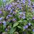 Pulmonaria angustifolia 'Blue Ensign'