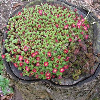 Saxifraga (Mossy Group) 'Luschtinetz'