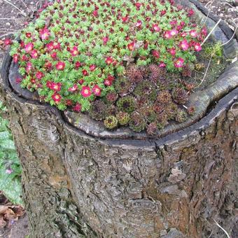 Saxifraga (Mossy Group) 'Luschtinetz'