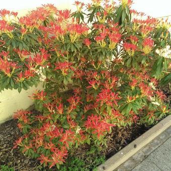 Pieris 'Forest Flame'