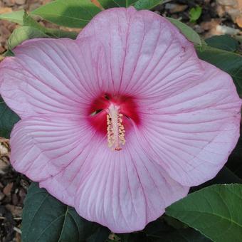 Hibiscus moscheutos Newbiscus ‘Mauvelous’