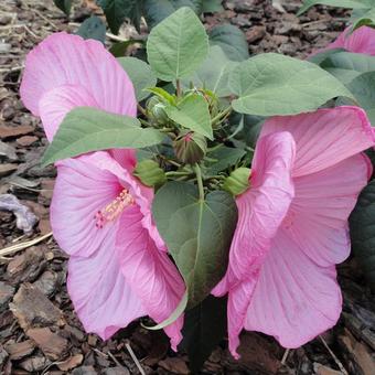 Hibiscus moscheutos Newbiscus ‘Mauvelous’