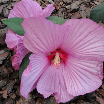 Hibiscus moscheutos Newbiscus ‘Mauvelous’