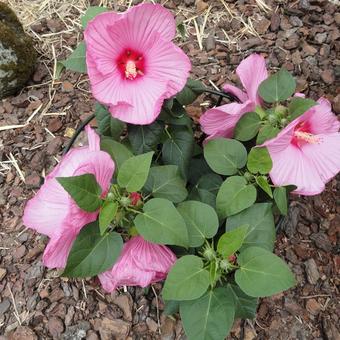 Hibiscus moscheutos Newbiscus ‘Mauvelous’