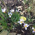 Crocus 'Firefly'  - 