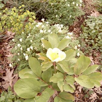 Paeonia mlokosewitschii