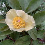 Paeonia mlokosewitschii - 