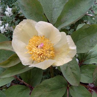 Paeonia mlokosewitschii