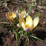 Crocus chrysantus 'Advance' - 