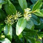 Buxus sempervirens 'Prostrata' - 