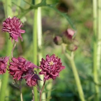 Aquilegia vulgaris 'Ruby Port'