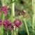 Aquilegia vulgaris 'Ruby Port'