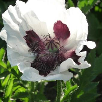 Papaver orientale 'Royal Wedding'