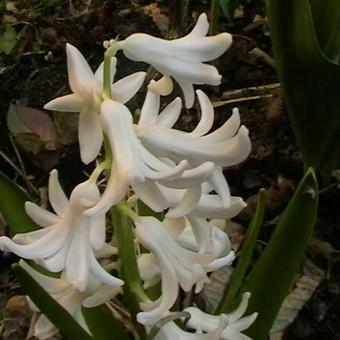 Hyacinthus orientalis 'Carnegie'