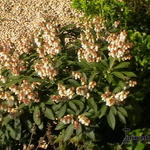 Pieris japonica 'Cupido' - 