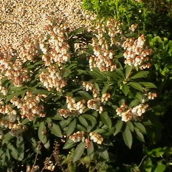 Pieris japonica 'Cupido'