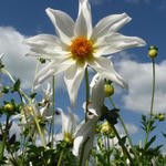 Dahlia 'HONKA White' - 