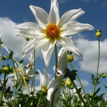 Dahlia 'HONKA White'