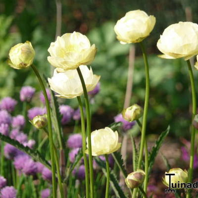 Trollius x cultorum 'Taleggio' - 