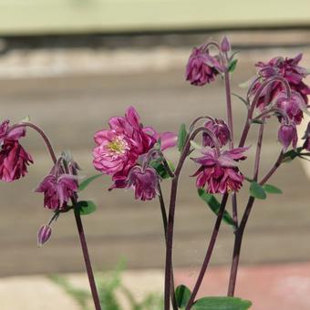 Aquilegia vulgaris 'Ruby Port'