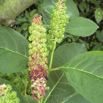 Phytolacca acinosa