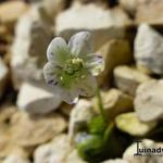 Hepatica nobilis 'Prickel' - 