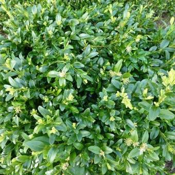 Buxus sempervirens 'Prostrata'