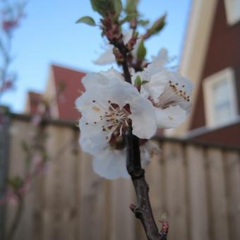 Prunus armeniaca 'Tros Oranje'