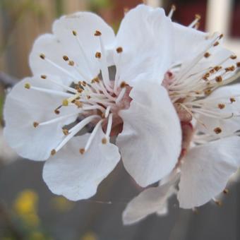 Prunus armeniaca 'Tros Oranje'