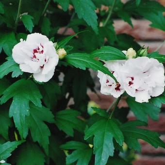 Hibiscus syriacus