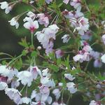 Prunus incisa 'Kojou-no-mai' - 