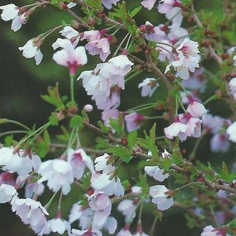 Prunus incisa 'Kojou-no-mai'