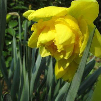 Narcissus 'Dick Wilden'