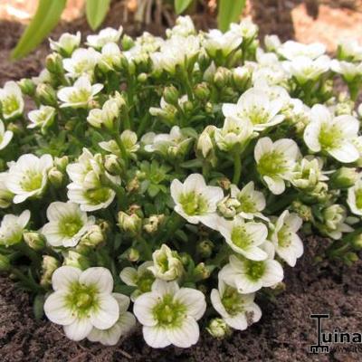 Saxifraga x arendsii 'TOURAN White' - 