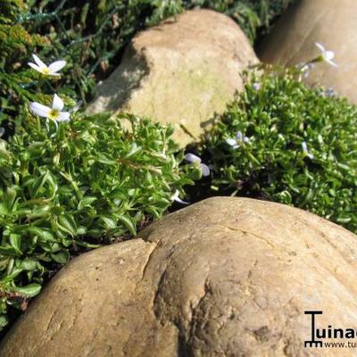 Houstonia caerulea 'Milliard's Variety'