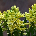 Hyacinthus orientalis 'City of Haarlem' - 