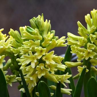 Hyacinthus orientalis 'City of Haarlem'