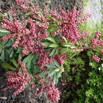 Pieris japonica 'Valley Valentine'