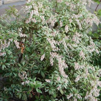 Pieris japonica 'Little Heath'