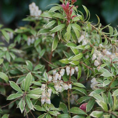 Pieris japonica 'Little Heath' - 