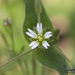 Cerastium fontanum subsp. vulgare - Gewöhnliches Hornkraut