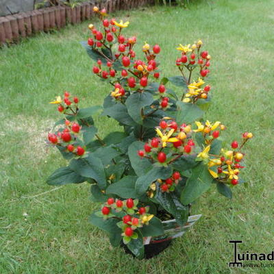 Hypericum x inodorum 'Elite Red Lion' - 