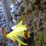 Pleione forrestii - 