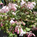 Kolkwitzia amabilis 'Pink Cloud' - BUISSON DE BEAUTÉ, KOLKWITSIA AMABILIS