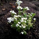 Arabis caucasica - Kaukasische Gänsekresse